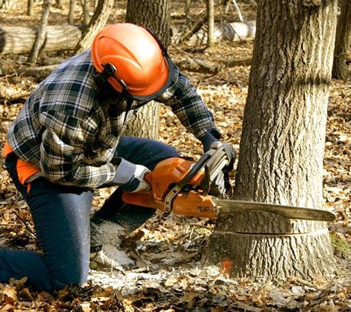 Tree Removal in Dover, ID